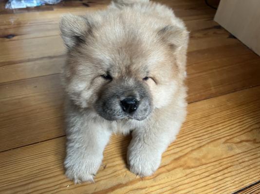 Chow Chow For Sale in Great Britain