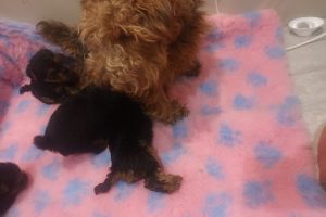 Welsh Terrier for Rehoming