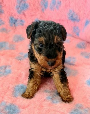 Welsh Terrier for Rehoming
