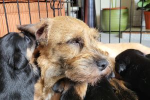 Border Terriers for Rehoming