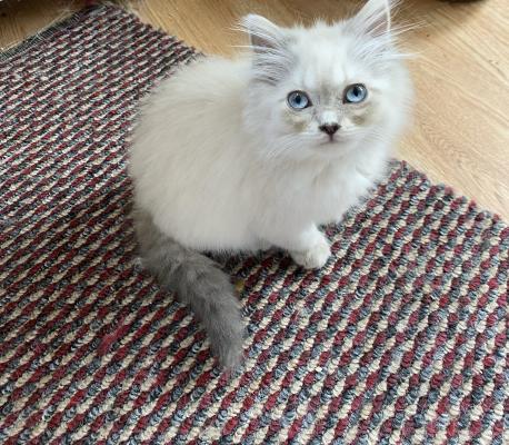 Persian for Rehoming