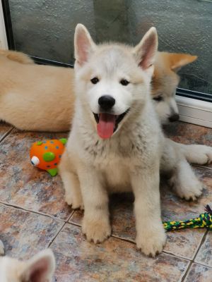 AlASKAN MALAMUTE x JAPANESE AKITA CHUNKY PUPPIES FOR SALE | UKPets