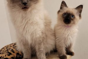 Ragdoll For Sale in the UK