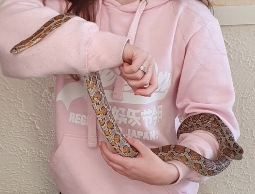 Available Corn Snakes