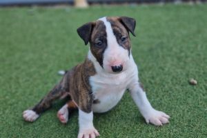 English Bull Terrier For Sale in Great Britain