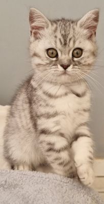 Silver Tabby & Spotted BSH/BLH kittens *READY 29th JUNE* | UKPets