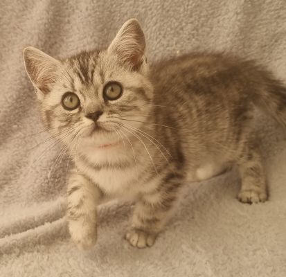 Silver Tabby & Spotted BSH/BLH kittens *READY 29th JUNE* | UKPets