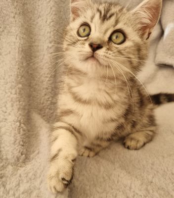 Silver Tabby & Spotted BSH/BLH kittens *READY 29th JUNE* | UKPets