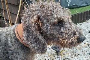 Bedlington Terrier for Rehoming