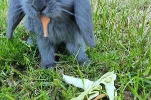 French Lop Online Listings