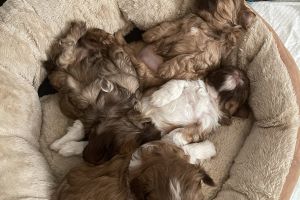 Shih Tzus For Sale