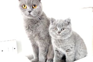 British Shorthair Cats Breed