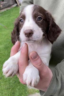 Sprocker puppies for sale | UKPets