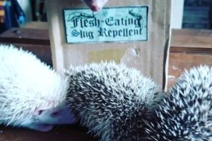 Pygmy Hedgehog for Rehoming