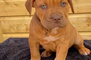 American Bullies for Rehoming