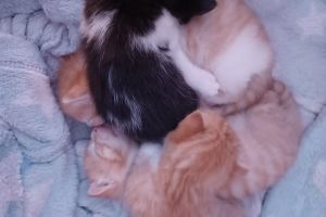 Beautiful ginger tabby kittens