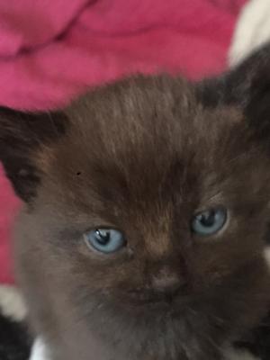 Maine Coone x British Shorthair Kittens for sale | UKPets