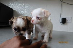 Chihuahua Dogs Breed