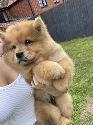 Beautiful chunky puppies for sale | UKPets