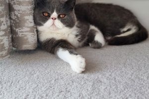 Exotic Shorthair For Sale in Lodon