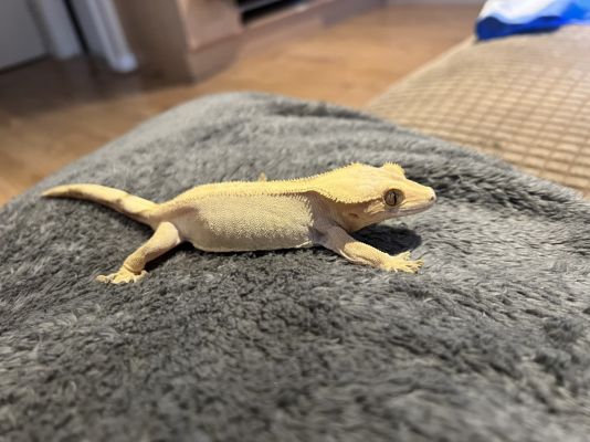 Gecko For Sale in Great Britain