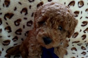Toy Poodles for Rehoming