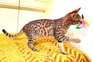 Cute Savannah Cat For Sale