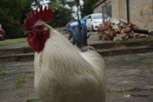 Chicken for Rehoming