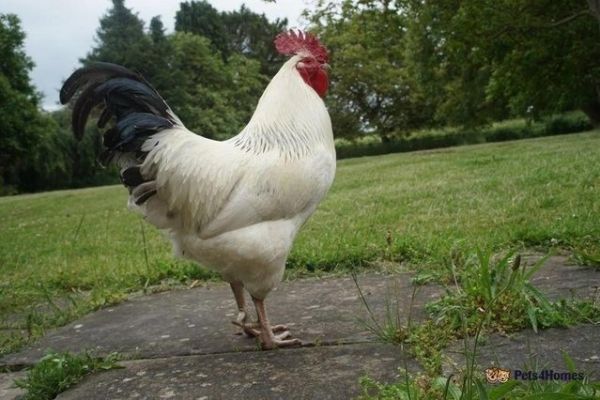 Chicken for Rehoming