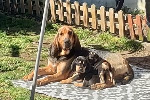 Bloodhound For Sale in the UK