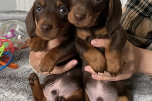 sausage dogs for sale wirral