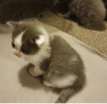 Ragdol cross British long hair kittens ready 8th july | UKPets