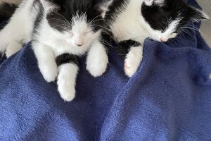 Beautiful kittens for sale