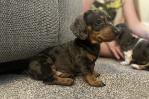 Miniature Dachshund Advertisement UK Pets