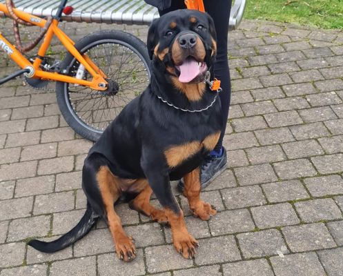 Cute Rottweiler For Sale
