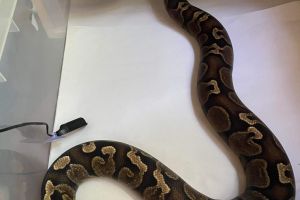 Python Snake For Sale in the UK