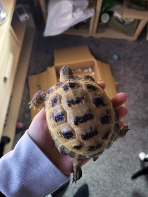 Tortoises For Sale