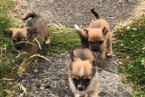 Chihuahuas For Sale