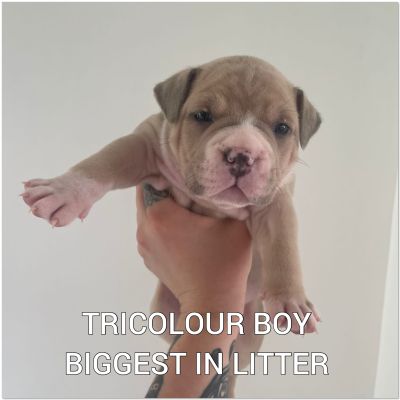 Abkc bully for sales sale