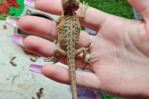 Bearded Dragon For Sale