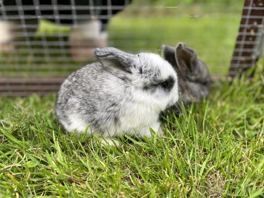 French Lop Advertisement UK Pets