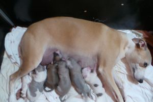 Whippets For Sale