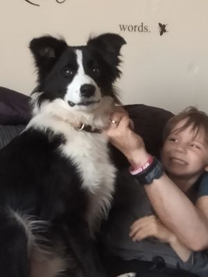 Border Collies For Sale