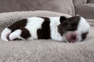 Shih Tzu for Rehoming