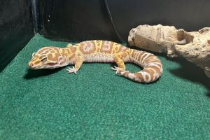 Leopard Geckos For Sale