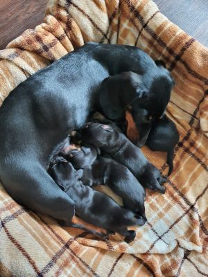 Dachshunds for Rehoming