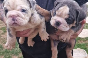Old Tyme Bulldogs For Sale