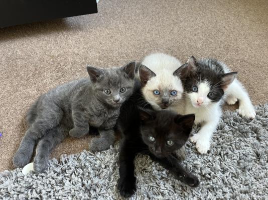 Russian Blue For Sale