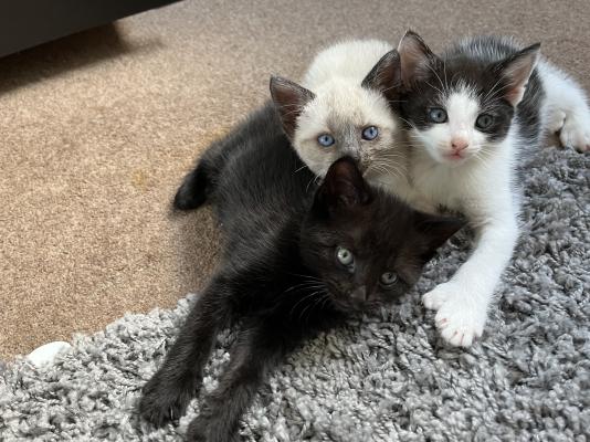 POLYDACTYL Russian blue mix | UKPets