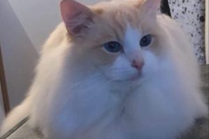 Ragdoll For Stud in Great Britain